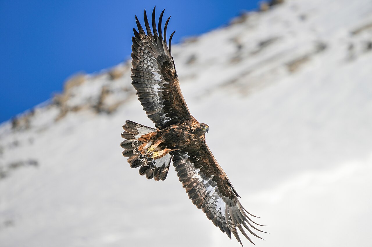Golden eagle in flight