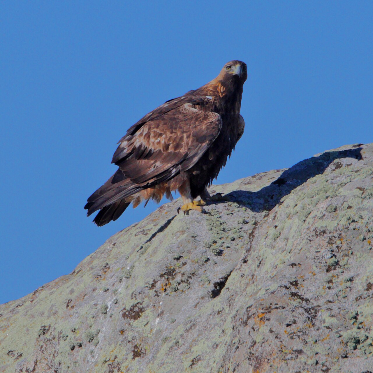 Golden eagle perched