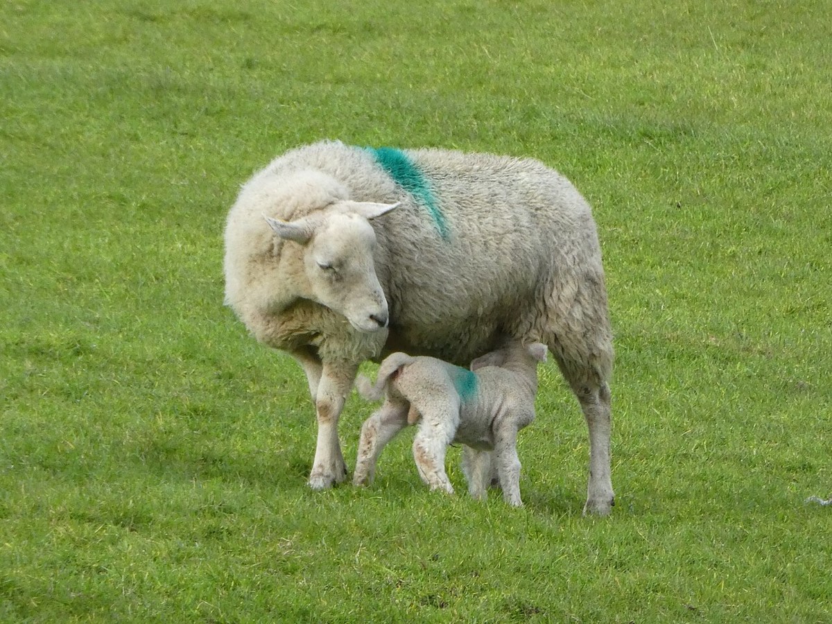 Ewe and young lamb on rangeland