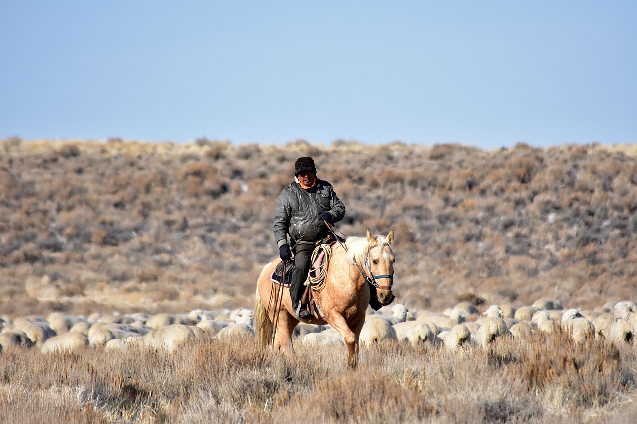 Sheep grazing on western rangeland